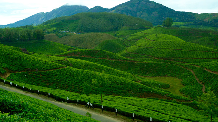 Munnar Hill Station